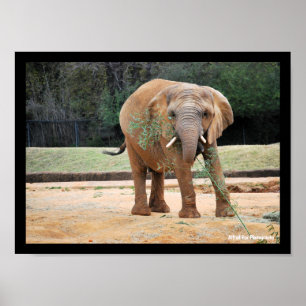 Poster Elefante Africano Comendo