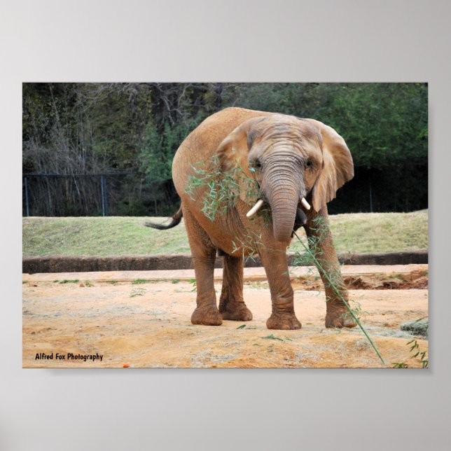 Poster Elefante Africano Comendo (Frente)