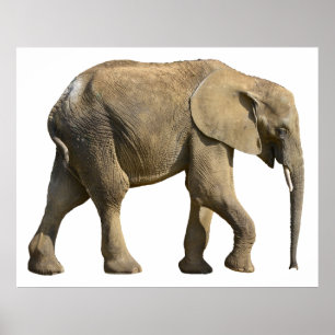 Póster Elefante africano isolado