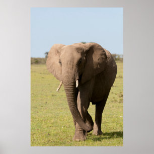 Poster Elefante africano (Loxodonta Africana), Maasai