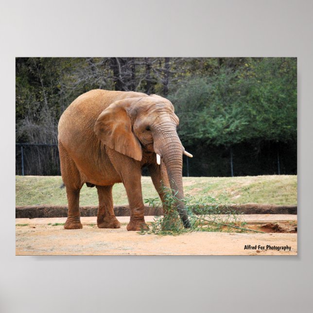 Poster Elefante Africano no Parque (Frente)