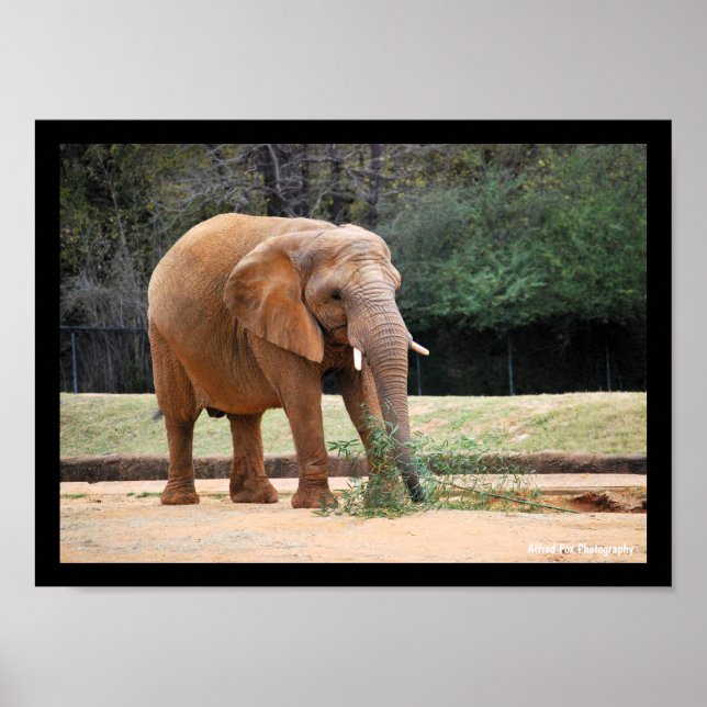 Poster Elefante Africano no Parque (Frente)