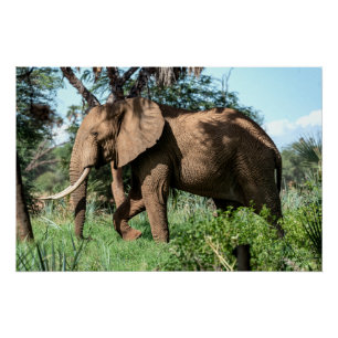 Póster Elefante Africano no Safari