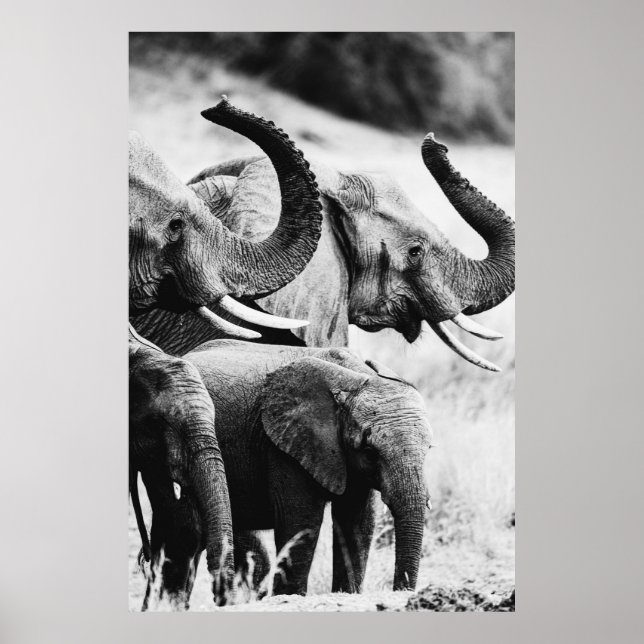 Poster Elefante africano preto e branco (Frente)