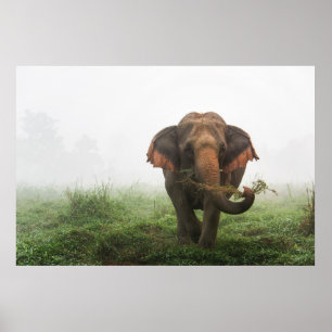 Poster Elefante asiático em Tailândia