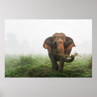 Poster Elefante Asiático na Tailândia