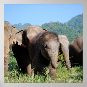 Poster Elefante bebê