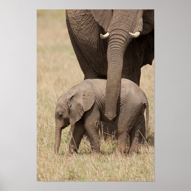 Poster Elefante-bebê africano com mãe (Frente)