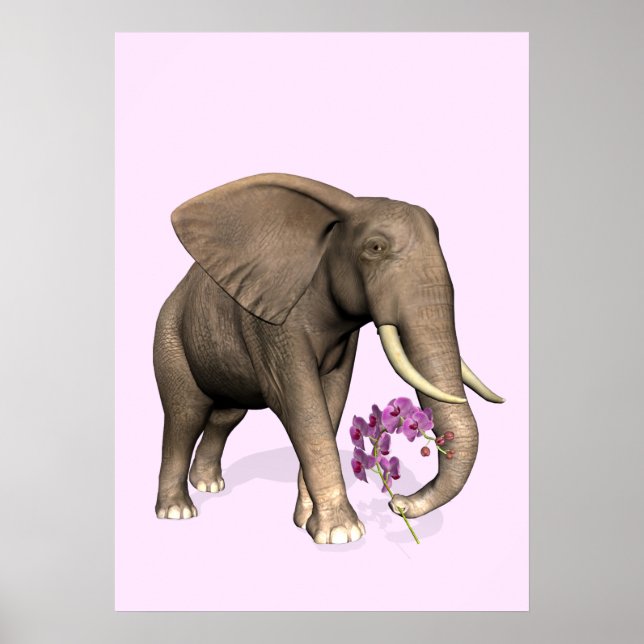 Póster Elefante Com Orquídea Rosa (Frente)