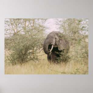 POSTER ELEFANTE COMENDO DE UMA ÁRVORE