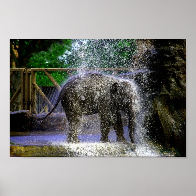 Poster Elefante De Bebê Jogando Em Cascata (Frente)