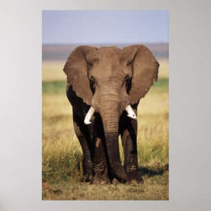 Póster Elefante de Bush do africano