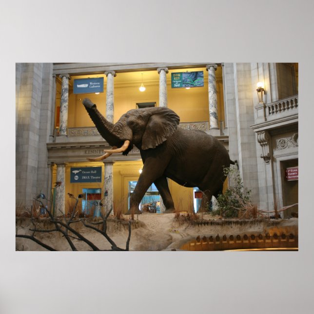 Póster Elefante do Museu de História Natural (Frente)