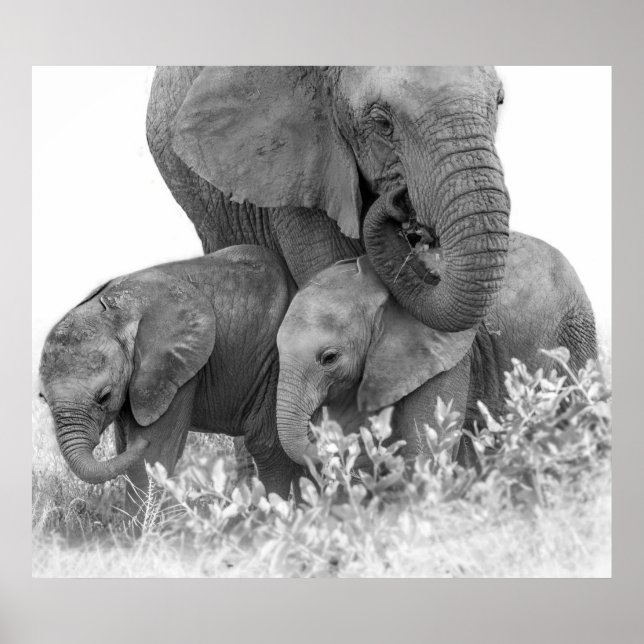 Póster Elefante e dois vitelos | Samburu (Frente)