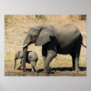 Poster Elefante e mãe do bebê