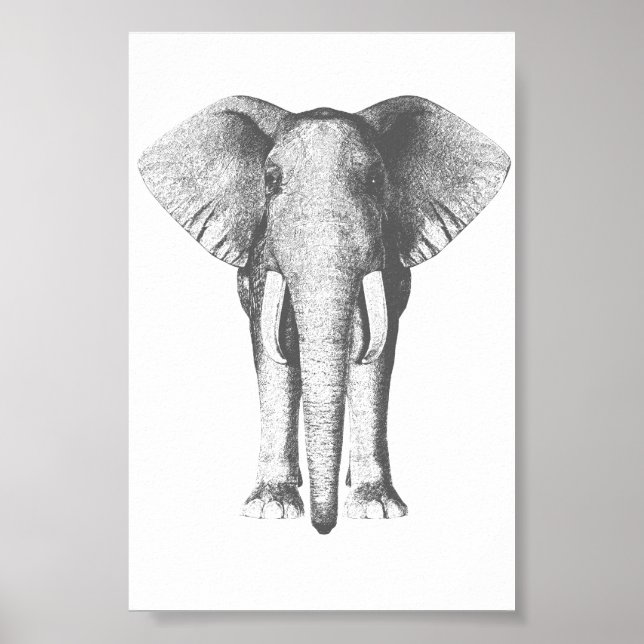 Póster Elefante em preto e branco (Frente)