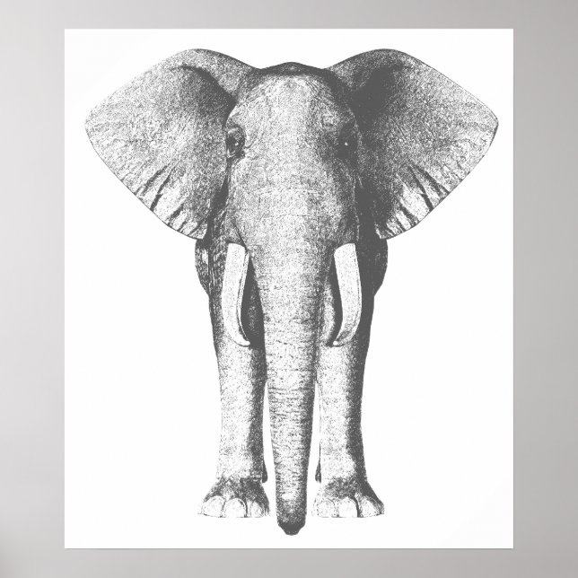 Póster Elefante em preto e branco (Frente)