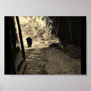 Poster Elefante em um Stroll