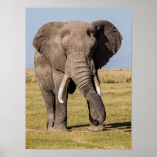 Poster Elefante em uma pose agressiva