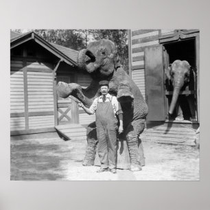 Póster Elefante Executa um Truque, 1915. Foto Antiga