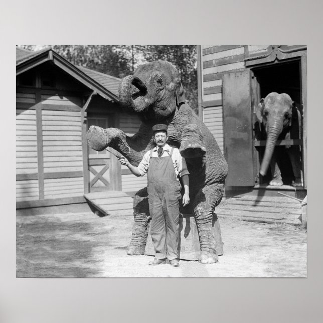 Póster Elefante faz um truque, 1915. Vintage Photo (Frente)