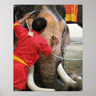 Póster Elefante Hora do Banho ... Ayutthaya, Tailândia