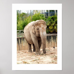 Póster elefante indiano