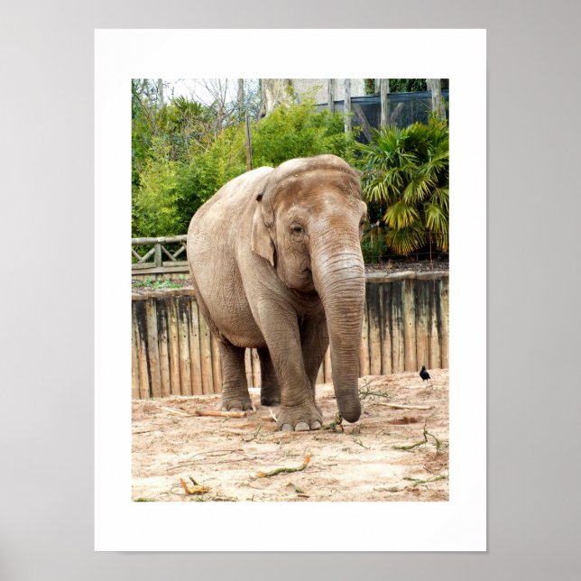 Póster elefante indiano (Frente)