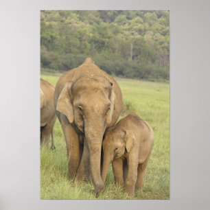 Póster Elefante indiano / asiático e filhote, Corbett