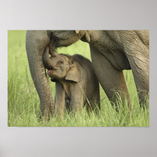 Póster Elefante indiano / asiático e filhote, Corbett 2