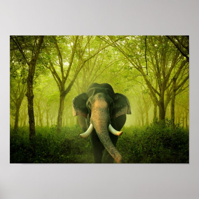 Poster Elefante Indiano Incrível Floresta Verde de Mamífe (Frente)