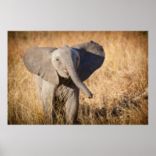 Poster Elefante jovem da savana