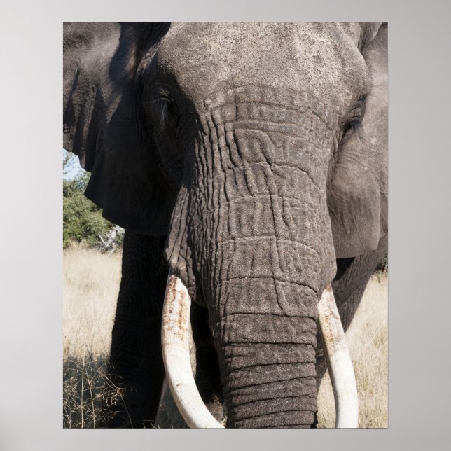 Poster Elefante (Loxodonta africana), Abu Camp 3 (Frente)