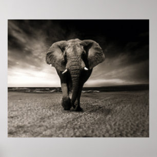 Poster Elefante na Corrida