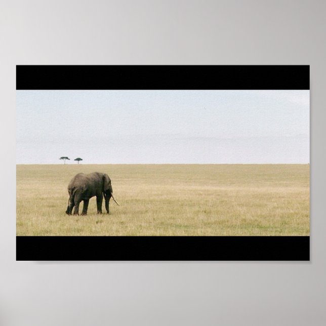 Póster Elefante no Mara (Frente)