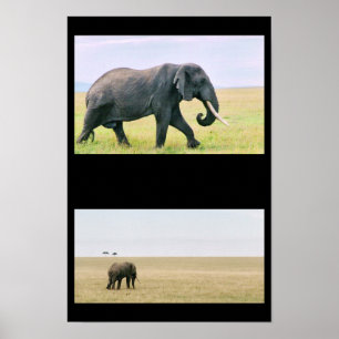 Póster Elefante no Mara