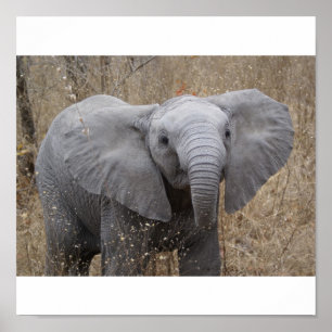 Poster Elefante para Bebês Sul-Africano
