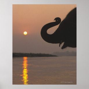 Póster Elefante, parque nacional de Chitwan, Nepal