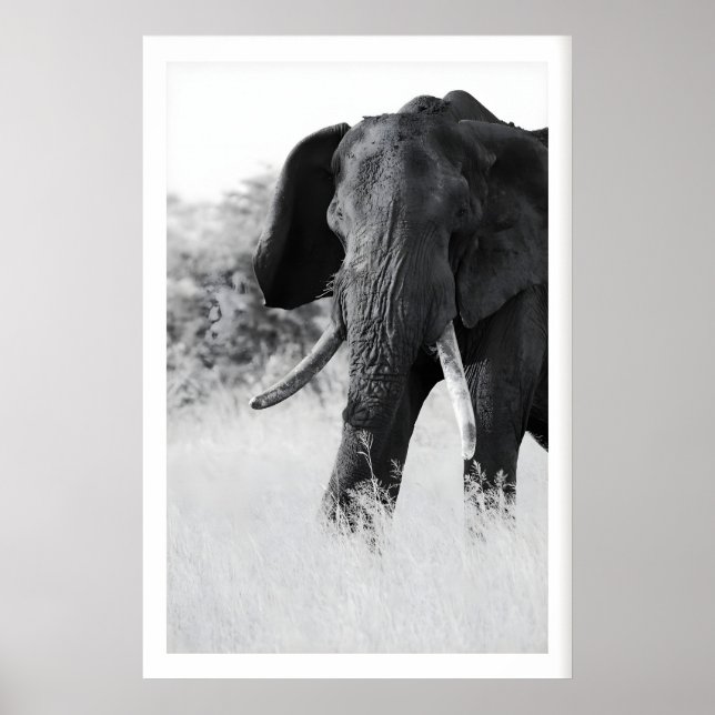 Poster Elefante Preto e Branco - Minimalista (Frente)