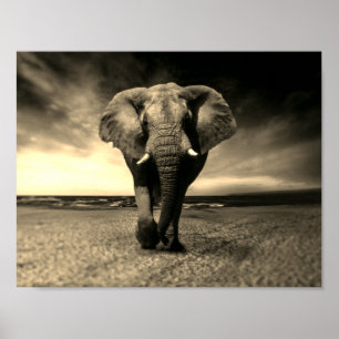 Póster Elefante Silvoso Majestoso da Sepia