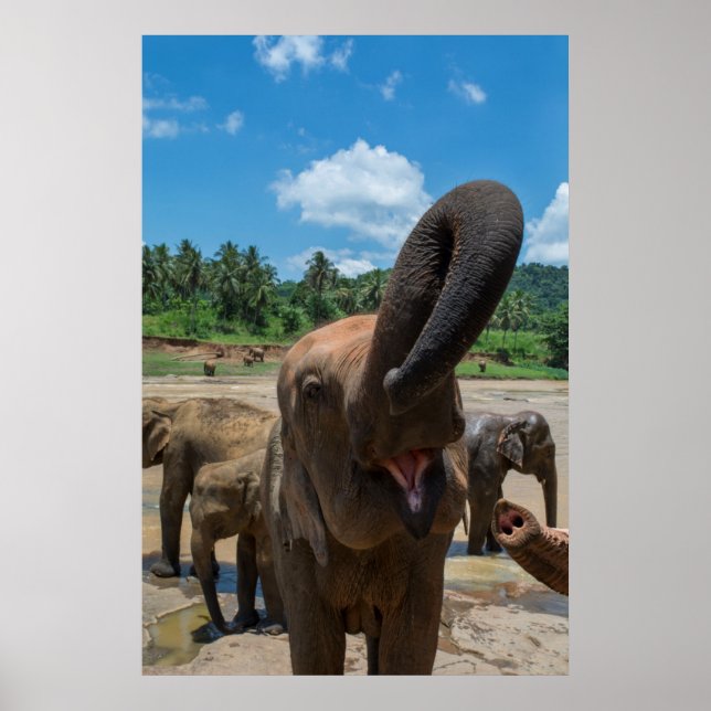 Póster Elefante Sri Lanka (Frente)