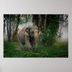 Póster Elefante Tailandês