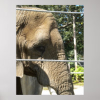 Elefante Triste