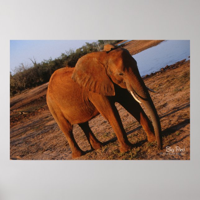 Poster Elefante Vermelho Grande (Frente)