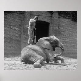 Póster Elefante Zoológico Central Park, 1922. Vintage Pho
