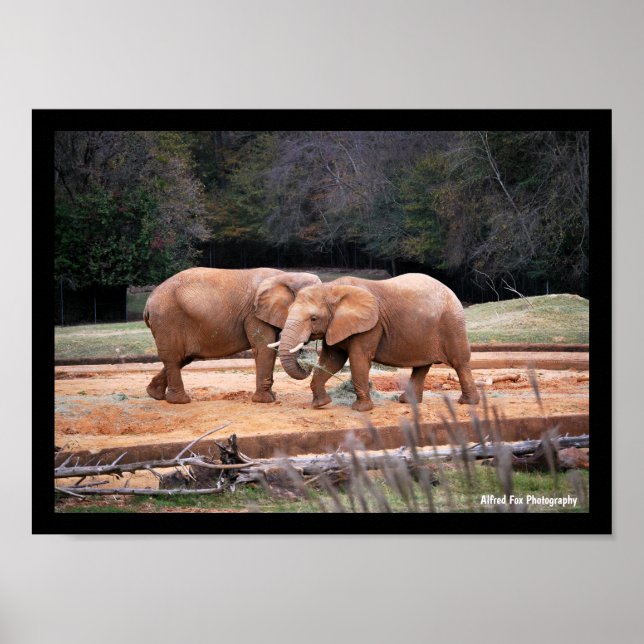 Poster Elefantes Africanos (Frente)