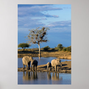 Póster Elefantes-da-savana-africanos (Loxodonta Africana)