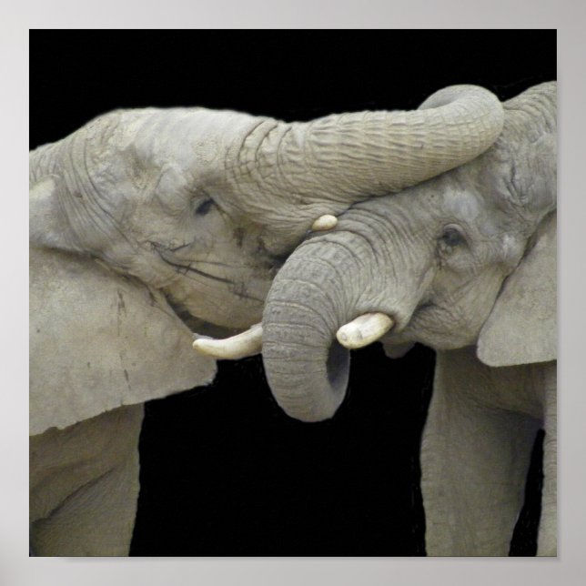 Póster Elefantes em preto apaixonado (Frente)