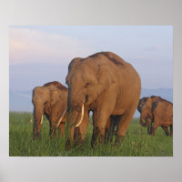 Elefantes indianos na pradaria,Corbett