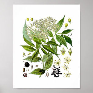 Poster Elegância da Sabugueira: Uma Botânica Vintage